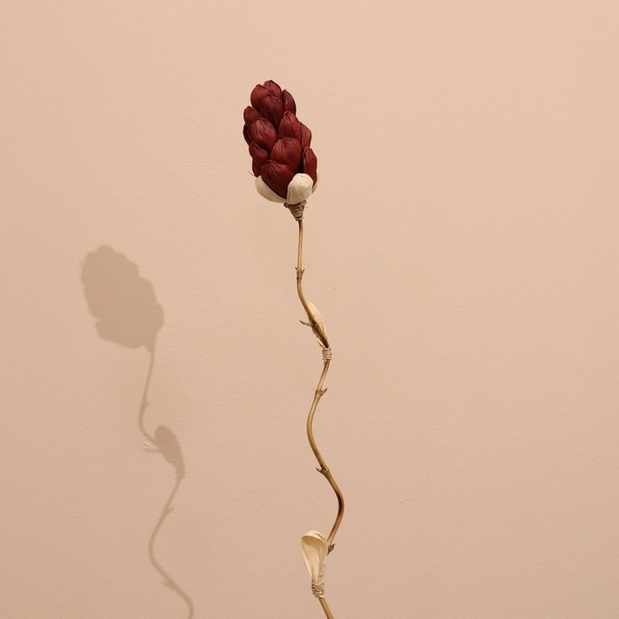 Сухоцвет на бамбуковом стебле 150 см фиолетовый Сухоцвет на бамбуковом стебле 150 см фиолетовый