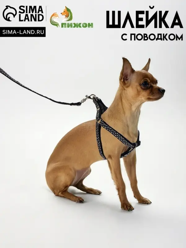 Комплект амуниции &laquo;Горошек&raquo;, ширина 1 см, шлейка 27-42 см, поводок 120 см, чёрный