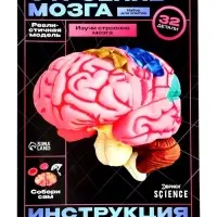 Набор для опытов &laquo;Строение мозга&raquo;, анатомическая модель