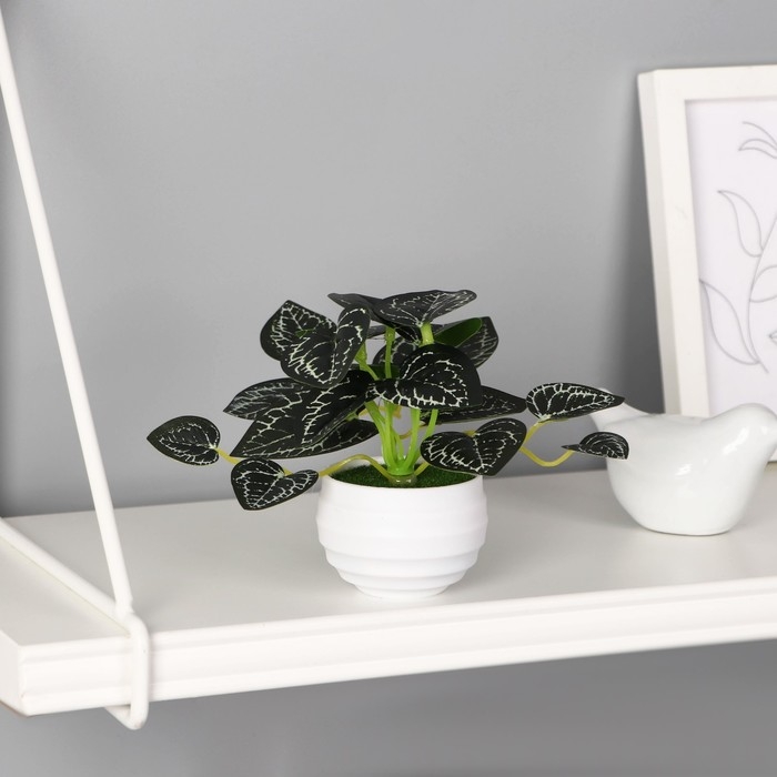 Бонсай в горшке Бонсай в горшке "Антуриум хрустальный элегант" 6х11 см, зелёный