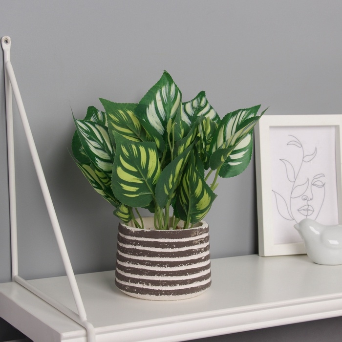 Бонсай в горшке Бонсай в горшке "Калатея макоя" 20х10 см, микс