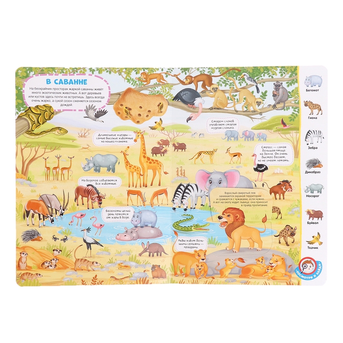 Книжка с окошками «Виммельбух. Животные» Книжка с окошками «Виммельбух. Животные»