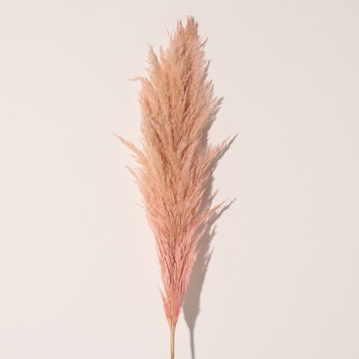 Сухоцвет Сухоцвет "Кортадерия", 1 ветка, длина 140-150 см, персиковый