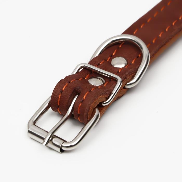 Ошейник кожаный двухслойный, 46 х 2 см, ОШ 25-35 см, коричневый Ошейник кожаный двухслойный, 46 х 2 см, ОШ 25-35 см, коричневый