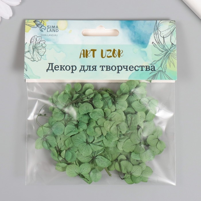 Сухоцвет Сухоцвет "Гортензия" зелёный h=6-6,5 см