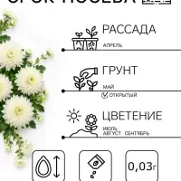 Семена цветов Хризантема многоцветковая &laquo;Королева лета&raquo;, 0.03 г, &laquo;УРОЖАЙ УДАЧИ&raquo;