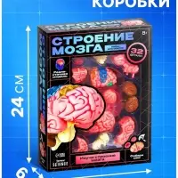 Набор для опытов &laquo;Строение мозга&raquo;, анатомическая модель
