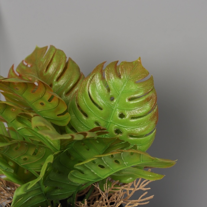 Бонсай в горшке Бонсай в горшке "Асплениум премиум" 21х10,5 см, микс