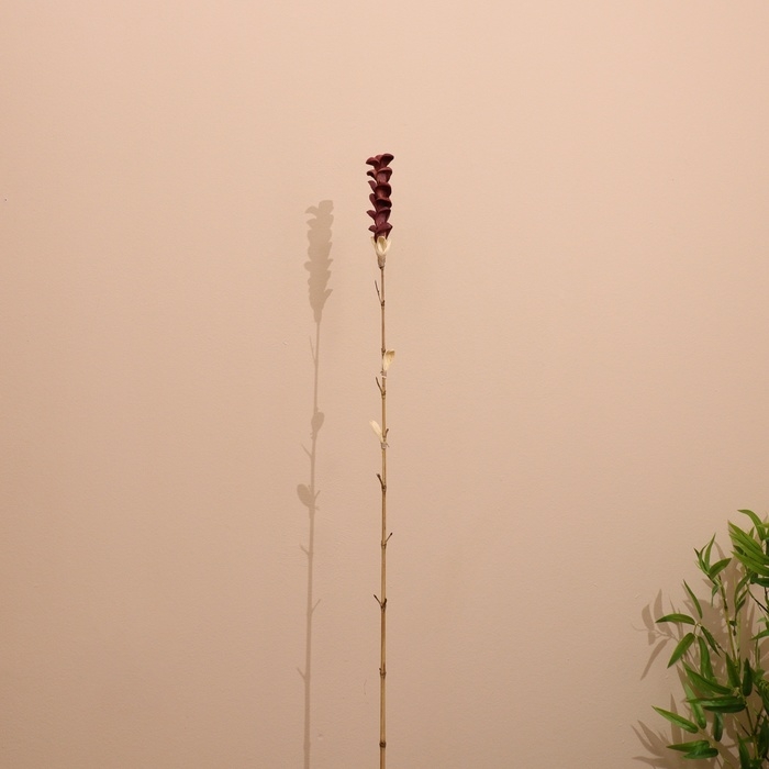 Сухоцвет на бамбуковом стебле 150 см фиолетовый Сухоцвет на бамбуковом стебле 150 см фиолетовый