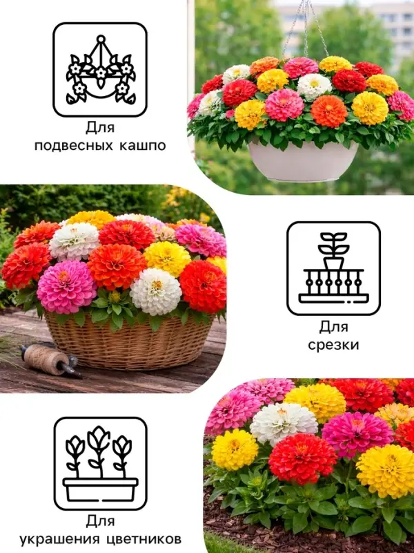 Семена цветов Цинния &laquo;Калифорнийские гиганты&raquo;, смесь, 0.2 г, &laquo;Рецепты дедушки Никиты&raquo;