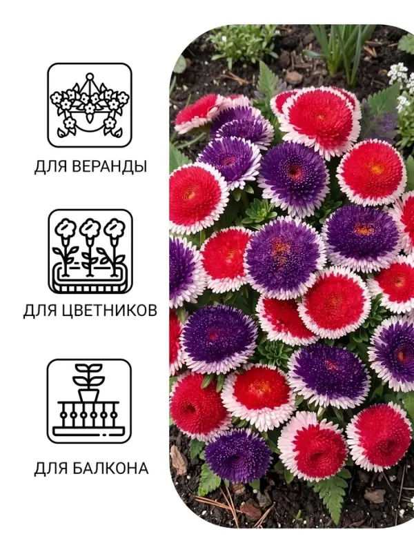 Семена цветов Астра &laquo;Махровые мячи&raquo; смесь сортов, однолетник, 0.1 г, &laquo;Аэлита&raquo;