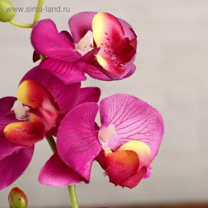 Композиция в горшочке  Композиция в горшочке "Орхидея" 10х28 см, микс