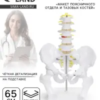 Анатомическая модель &laquo;Макет поясничного отдела и тазовых костей&raquo;, 65 см