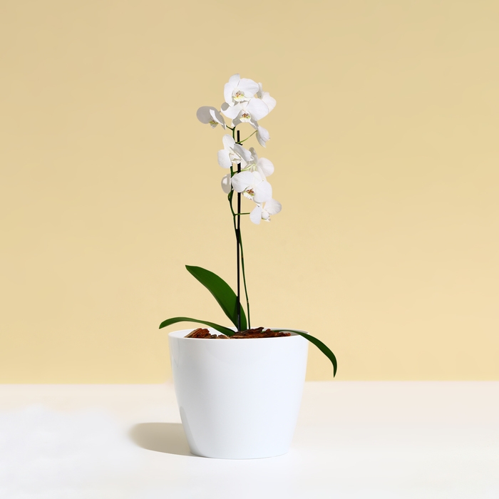 Горшок для цветов, d = 12,5 см, 1 л, пластик, белый Горшок для цветов, d = 12,5 см, 1 л, пластик, белый