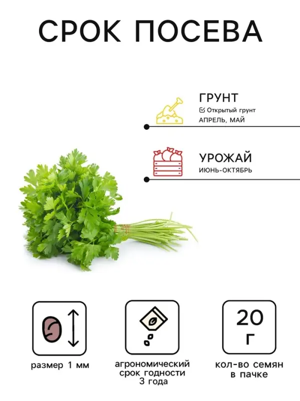 Семена Петрушка &laquo;Итальянский гигант&raquo;, XXXL, &laquo;Сембат&raquo;, 20 г