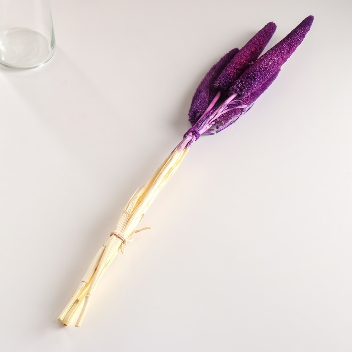 Набор сухоцветов Набор сухоцветов "Африканское просо", банч 3-5 шт, длина 60 (+/- 6 см), фиолетовый