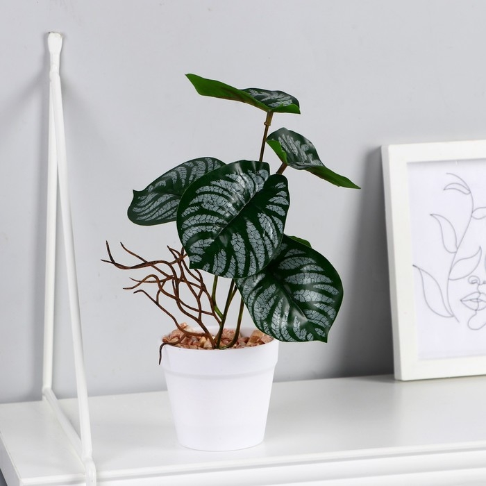 Бонсай в горшке «Филодендрон» 7,5х20 см, микс горшка Бонсай в горшке «Филодендрон» 7,5х20 см, микс горшка