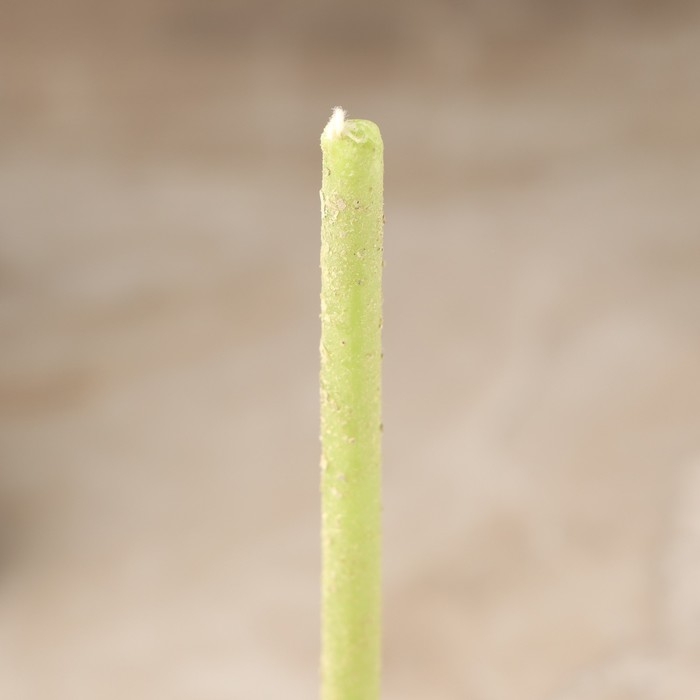 Свеча магическая восковая  Свеча магическая восковая "Укрепление здоровья", с эвкалиптом, 16х0,6 см, зеленый