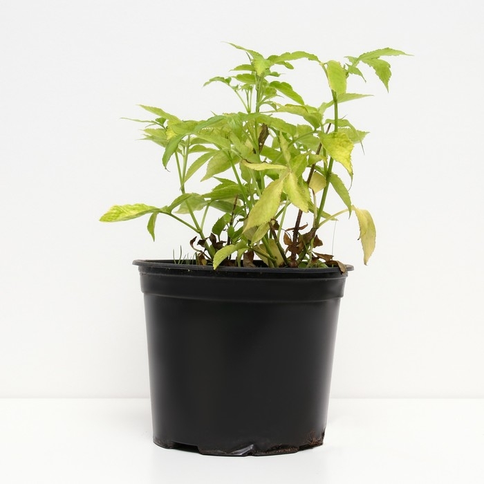 Бузина черная Ауреа, С3 горшок, Н10-50 высота, 1 шт, Лето 2024 Бузина черная Ауреа, С3 горшок, Н10-50 высота, 1 шт, Лето 2024