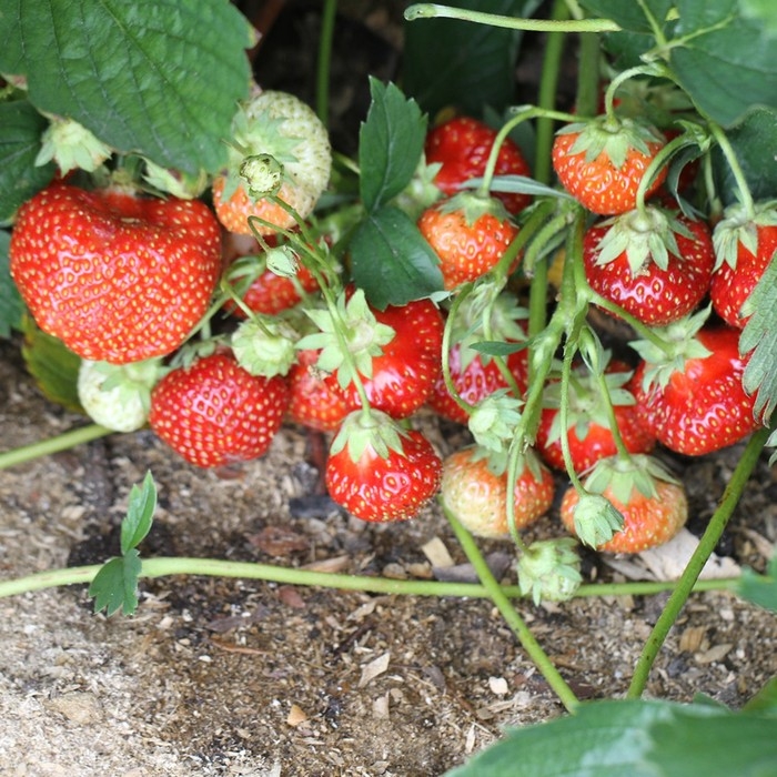 Рассада Земляники круноплодной (клубники) ФРИГО Вима Ксима (Vima Xima) A (9-15 мм), P9 Горшок 103 Рассада Земляники круноплодной (клубники) ФРИГО Вима Ксима (Vima Xima) A (9-15 мм), P9 Горшок 103