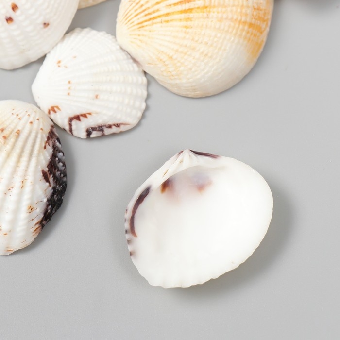 Декоративные ракушки  Декоративные ракушки "Venus Clam" 20 шт
