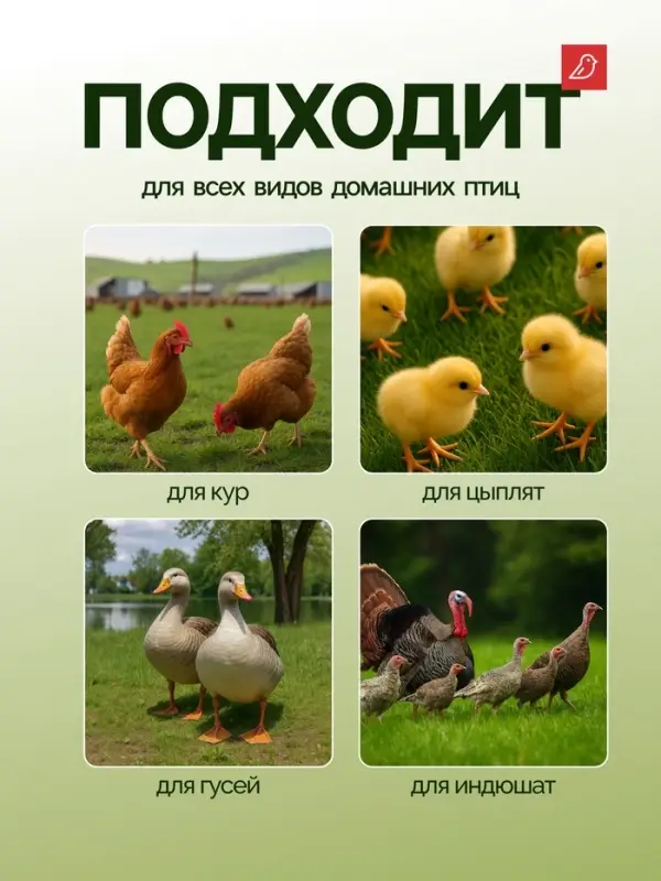 Кормушка бункерная для домашней птицы на 10 кг, пластик