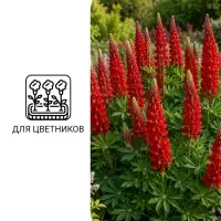 Семена цветов Люпин "Красное пламя", ц/п,  0,5 г
