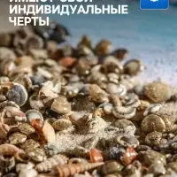 Набор ракушек Умбониум Вестериум, 100 г