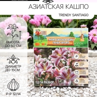 Лилия Азиатская Кашпо Trendy Santiago, луковица в пакете с перфорацией, р-р 12/14, 2 шт.
