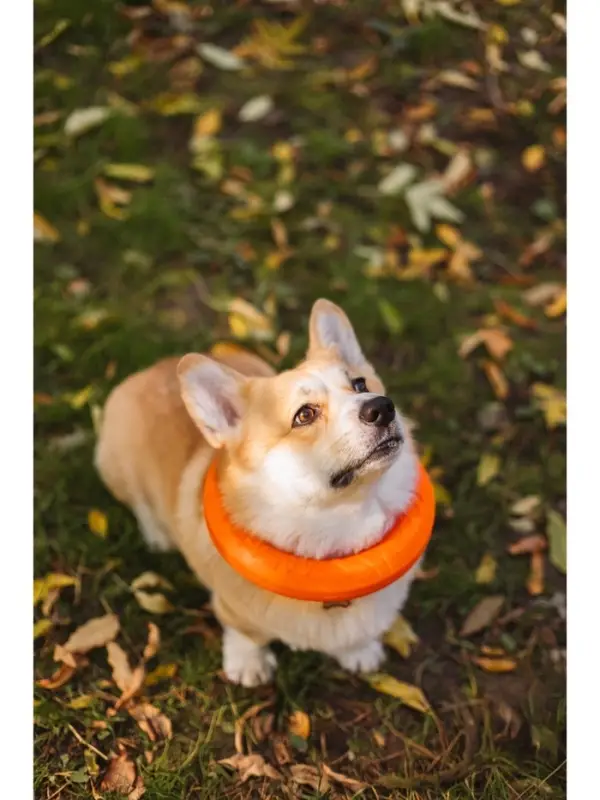 Кольцо &laquo;ДогЛайк&raquo; D-2612, 8-мигранное, среднее ⌀ 28.5 см