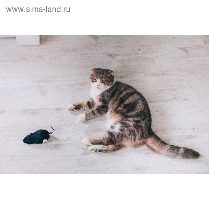 Мышь заводная меховая, 12 см, чёрная Мышь заводная меховая, 12 см, чёрная