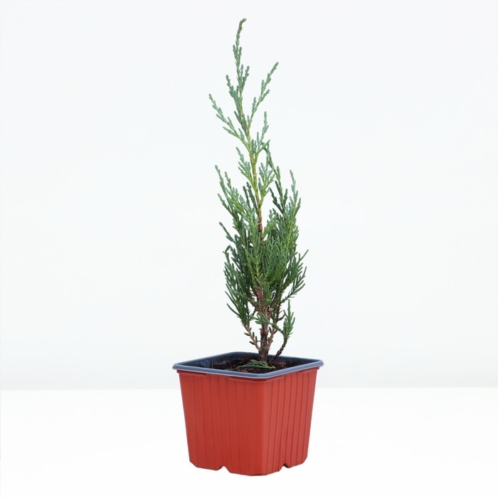 Можжевельник скальный Можжевельник скальный "Мунглоу" , Р9, 1шт, h 3-20 см, Осень 2024