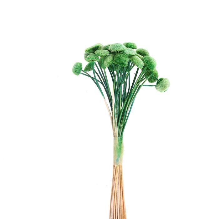 Сухоцвет «Батао» набор 20 шт., цвет зелёный Сухоцвет «Батао» набор 20 шт., цвет зелёный