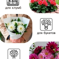 Георгина Декоративная «Сиса», клубелуковица в упаковке, р-р I, 1 шт.