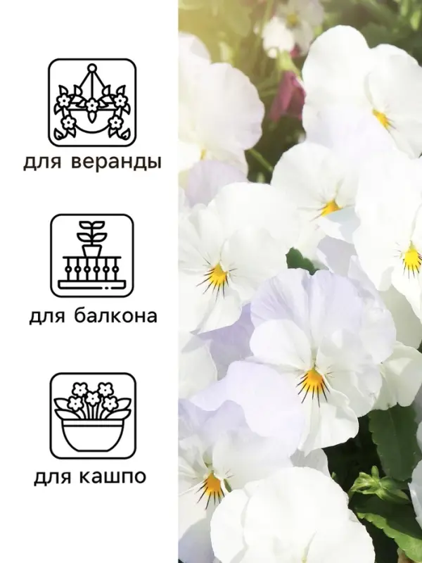 Семена Виола "Белый бархат", ц/п,  F1, 5 шт.