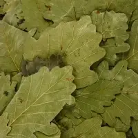 Веник для бани &laquo;Лавандовый прованс&raquo;, дубовый, с лавандой