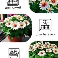 Семена цветов Цинния &laquo;Лилипут&raquo; смесь, 0.2 г, &laquo;Рецепты дедушки Никиты&raquo;