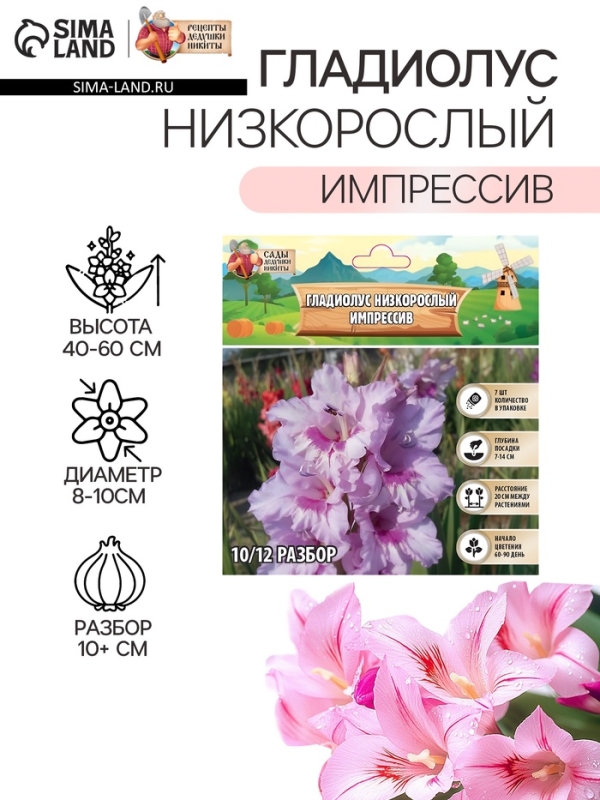 Гладиолус Низкорослый «Импрессив», луковица цветов в пакете с перфорацией, р-р 10+, 7 шт.