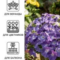 Семена Цветов Петуния &laquo;Мамбо&raquo; F1, небесно-голубая, пробирка, 7 шт.