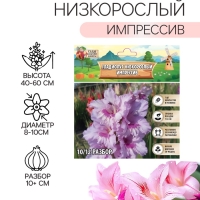 Гладиолус Низкорослый «Импрессив», луковица цветов в пакете с перфорацией, р-р 10+, 7 шт.