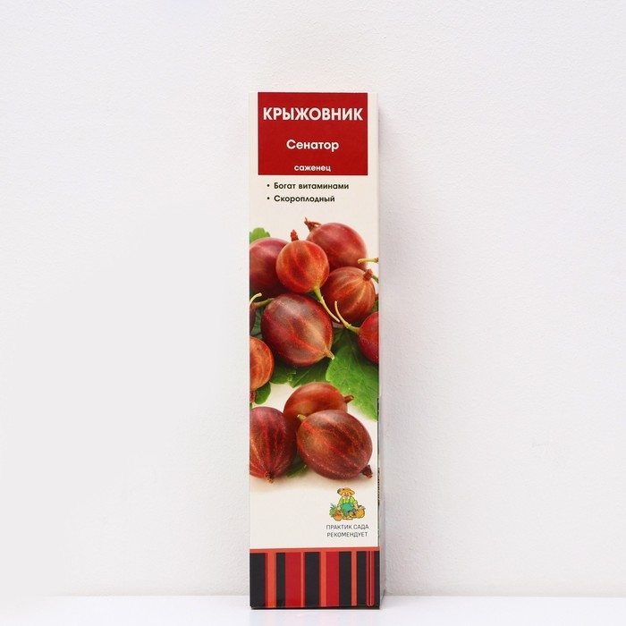 Крыжовник Крыжовник "Сенатор", 1 шт, туба, Весна 2025