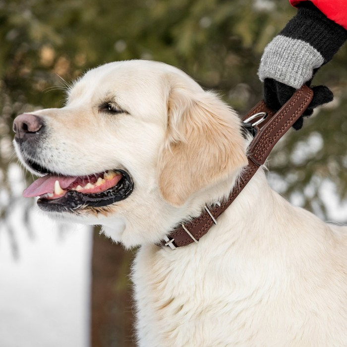 Ошейник кожаный тройной, с ручкой, 57 х 2.5 см, ОШ 35-45 см, коричневый Ошейник кожаный тройной, с ручкой, 57 х 2.5 см, ОШ 35-45 см, коричневый