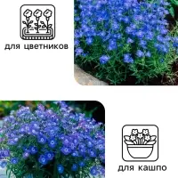 Семена цветов Лобелия "Император Вильям", 0,1 г