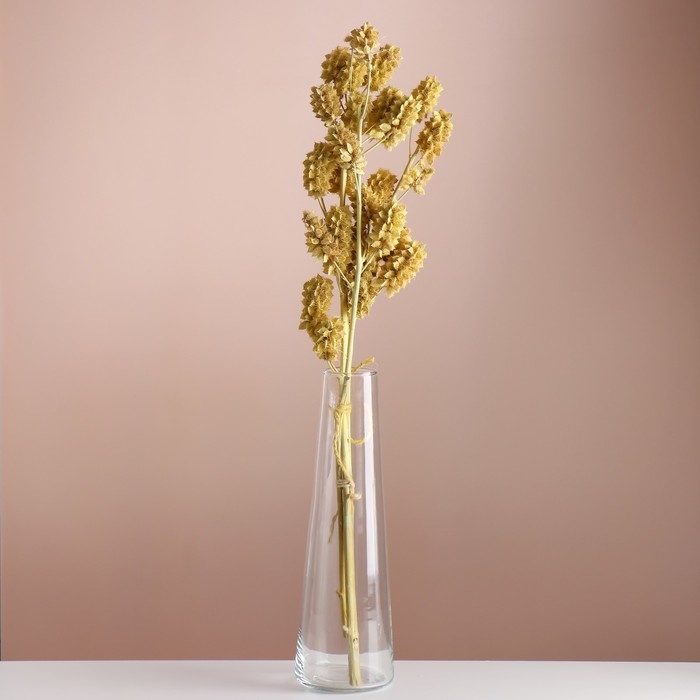 Набор сухоцветов Набор сухоцветов "Солодка", банч 3 шт, длина 60 (+/- 6 см), желтый