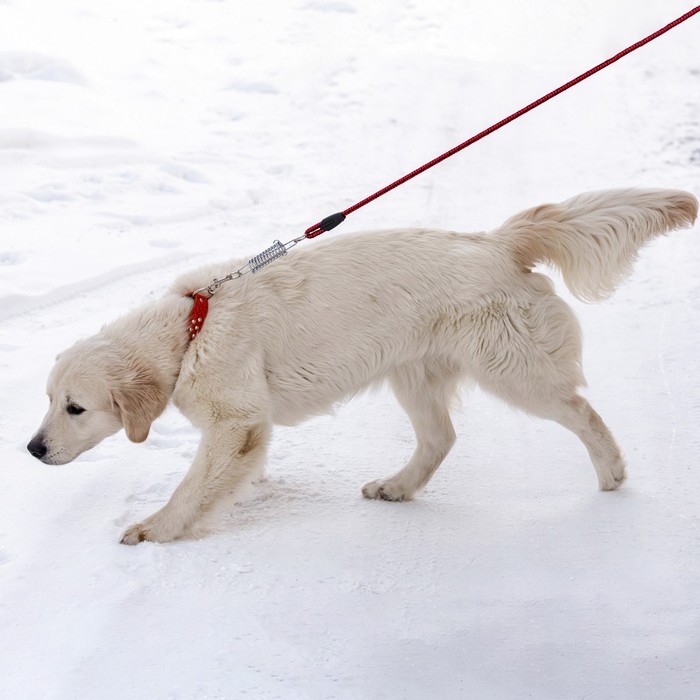 Поводок усиленный с амортизатором от рывка, 120 х 1,2 см, чёрно-красный Поводок усиленный с амортизатором от рывка, 120 х 1,2 см, чёрно-красный