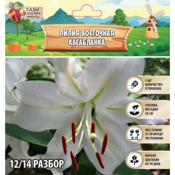Лилия Восточная Лилия Восточная "Касабланка", р-р 12/14, 3 шт,