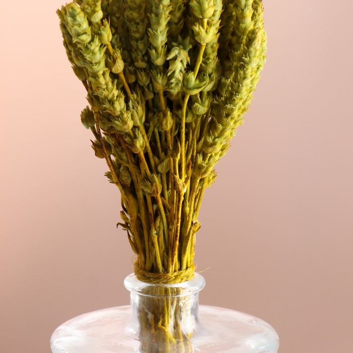 Набор сухоцветов Набор сухоцветов "Железница", банч длина 35 (+/- 6 см), фисташковый