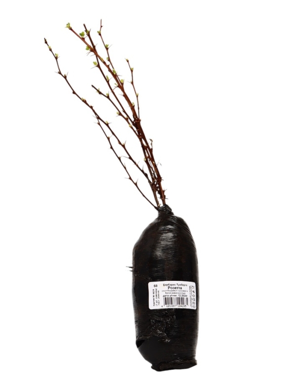 Барбарис Тунберга «Розетта» ,саженец, 1 шт., туба