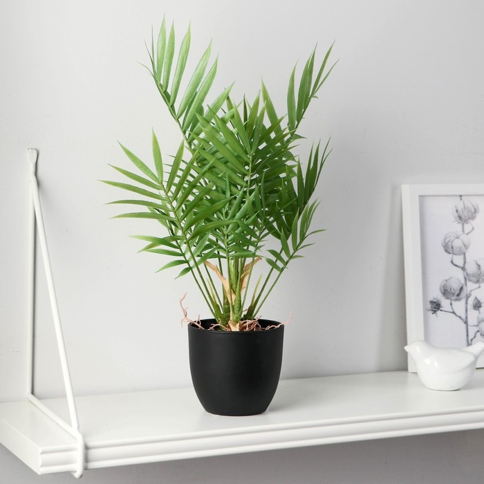 Бонсай в горшке Бонсай в горшке "Хамедорея" 9х30 см