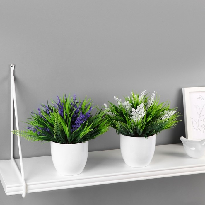 Бонсай в горшке Бонсай в горшке "Лаванда галант" 11х14 см, микс